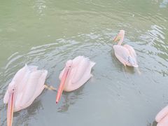 -广州长隆飞鸟乐园