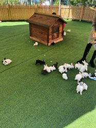 -萌宠亲子动物乐园(槐房万达店)