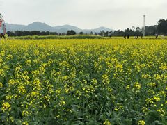 -光明小镇欢乐田园