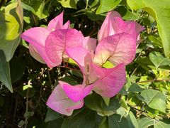 -没牙伯花生汤店(老药洲店)