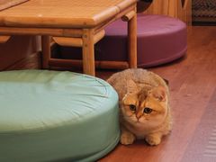 -MOCHA明星猫咖(田子坊店)