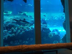 -迪拜水族馆及水下动物园