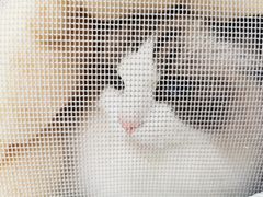 -创凡宠物医院·骨专科  猫科中心(西乡分院)