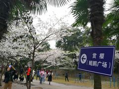 -武汉大学-樱园