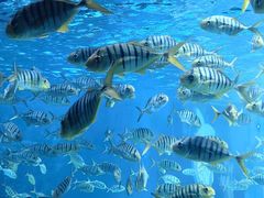 -海合安成都极地海洋公园