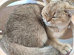 -飞行喵MR PILOT|猫舍·猫咖(静安大融城店)