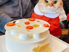 -momokira米努特·德文卷毛猫·棉花面纱犬