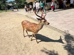 -奈良公园
