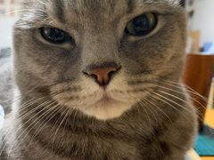 -萌兽医馆·宠物医院·猫骨科(创景店)