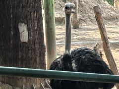 -青藏高原野生动物园