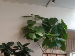 -沏点Trattoria意大利餐厅(新街口店)