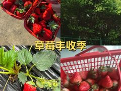 -胜丰草莓采摘园