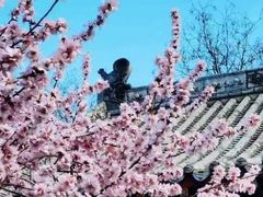 -桃花堤公园