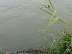 -澹台湖公园