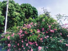 -青枫公园