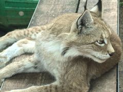 -青藏高原野生动物园