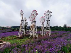 -大塘金香草谷