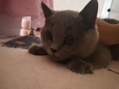 -猫十亿·布偶金渐层·曼基康矮脚猫舍(青年路店)