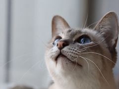-Cappucimeow猫咪咖啡馆(韦伯时代店)