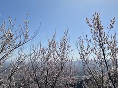 -北京凤凰岭