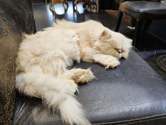 -猫色咖啡·猫咖