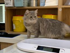 -艾贝尔宠物医院·24H转诊中心·肿瘤猫专科(江宁双龙店)