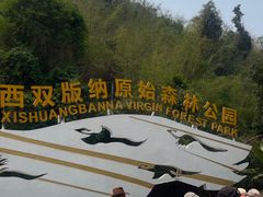 -西双版纳原始森林公园