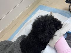 -爱侣·安琦尔宠物医院·中兽医针灸·心内科·狂犬免疫点(宝山区院)