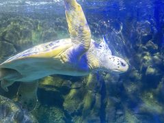 -太平洋海底世界