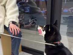 -瑞派康怡24h宠物医院·犬猫医疗中心·微创绝育(瑞景分院)