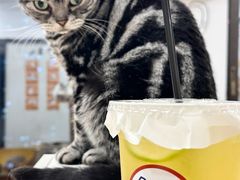 -有喵·猫咖·狗咖·40+猫狗有小奶狗(岗厦店)