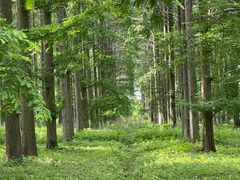 -黄海国家森林公园