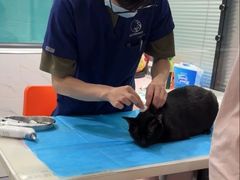 -伟伟宠物医院·CT影像中心·瑞派犬猫综合性门诊(汉口总院)