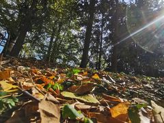 -南雄冯屋银杏山庄