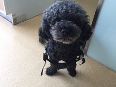 -瑞派·关忠动物医院·猫专科·犬专科(三环新城店)