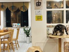 -楼上猫咖(罗湖店)