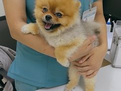 -美联众合动物医院·24h京西诊疗中心