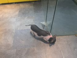 -神奇动物撸宠馆·羊驼·小浣熊·异宠(豫园店)
