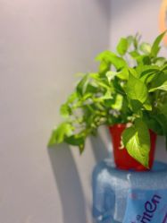 -哈颜科技轻美·