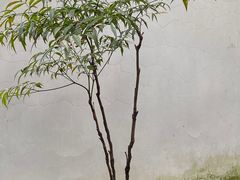 -秋霞圃