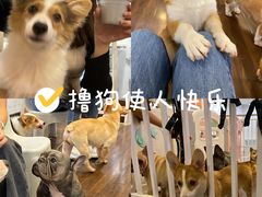 -柯斗斗主题餐厅·狗咖·围炉煮茶·茶饮(国瑞升平里店)