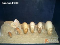 -亚龙湾中心广场·贝壳馆