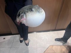 -鲐赏河豚(长寿店)