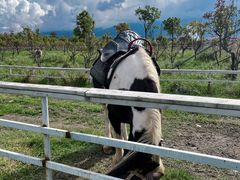 -洱海月湿地公园