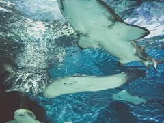 -上海海洋水族馆