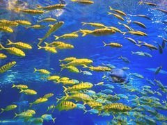 -太平洋海底世界