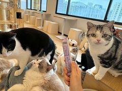 -有喵·猫咖·狗咖·30几只猫10只小狗(岗厦店)