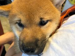 -八公叔叔宠物美容连锁(春申店)