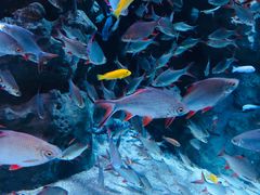 -成都浩海立方海洋公园