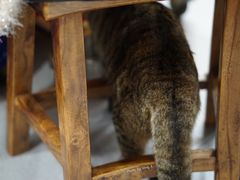 猫-砂锅李(九江路店)